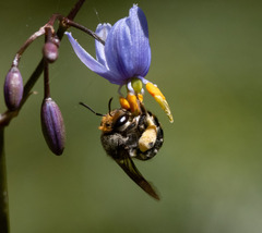 Lipotriches australica
