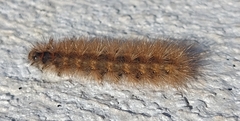 Phragmatobia