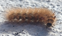 Phragmatobia