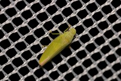 Reuplemmeles hobartensis