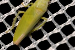 Reuplemmeles hobartensis