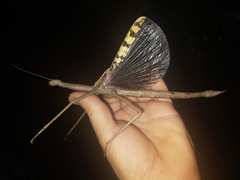 Acrophylla wuelfingi