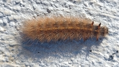 Phragmatobia