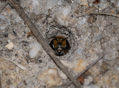 Lipotriches australica