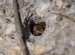 Lipotriches australica