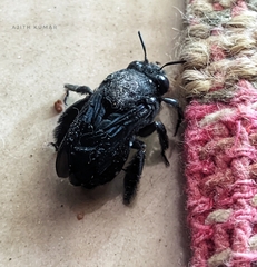 Amegilla violacea
