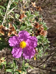 Cistus