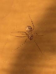 Scytodidae