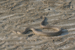 Cerberus schneiderii