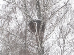 Haliaeetus albicilla