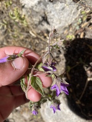 Campanula pallida
