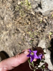 Campanula pallida