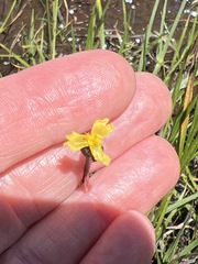 Xyris capensis