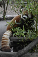 Ailurus fulgens