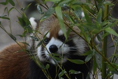 Ailurus fulgens