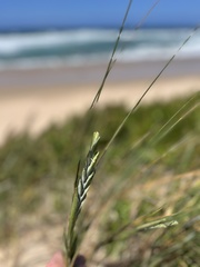 Thinopyrum distichum