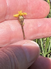 Xyris capensis