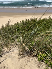 Thinopyrum distichum