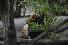 Ailurus fulgens