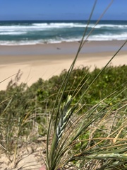 Thinopyrum distichum