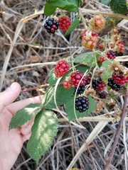 Rubus armeniacus