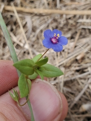 Anagallis