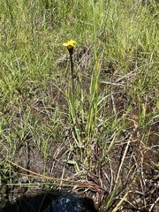 Xyris capensis