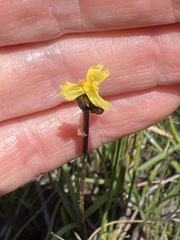Xyris capensis