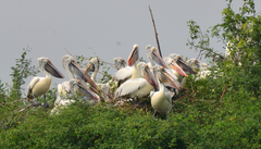 Pelecanus philippensis