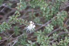 Kunzea pomifera