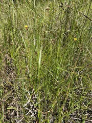 Xyris capensis