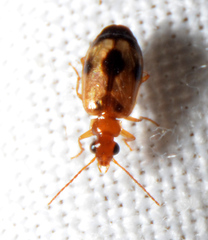 Lebia guttula