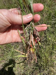 Xyris capensis
