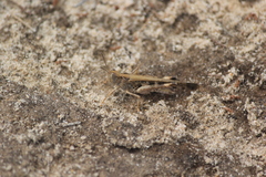 Chortoicetes terminifera