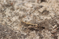 Chortoicetes terminifera