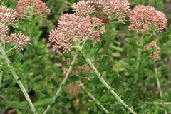 Ozothamnus cuneifolius