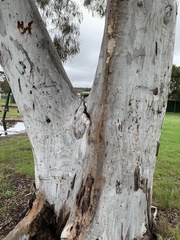 Eucalyptus racemosa