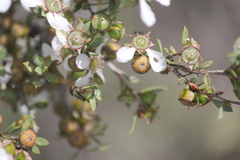 Leptospermum coriaceum