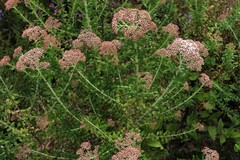 Ozothamnus cuneifolius
