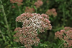 Ozothamnus cuneifolius