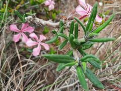 Pachypodium succulentum