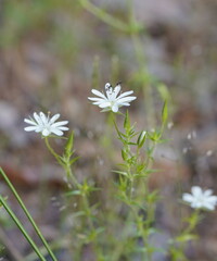 Stellaria pungens