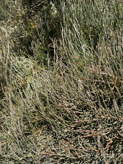Ephedra gerardiana