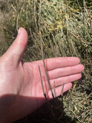 Ephedra gerardiana