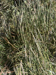 Ephedra gerardiana