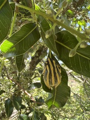 Hyperolius marmoratus