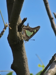 Polyura agraria