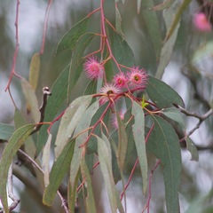 Eucalyptus sideroxylon