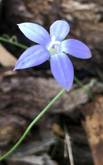 Wahlenbergia luteola