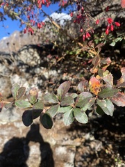 Berberis aristata
